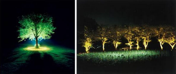 中高树木照明实景照明效果